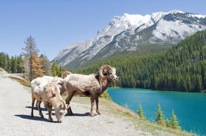 Wildlife in Banff National Park